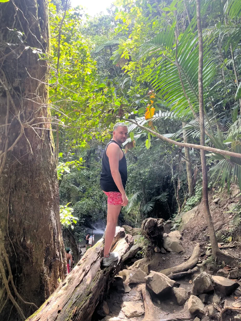 Winding jungle trail through dense tropical canopy