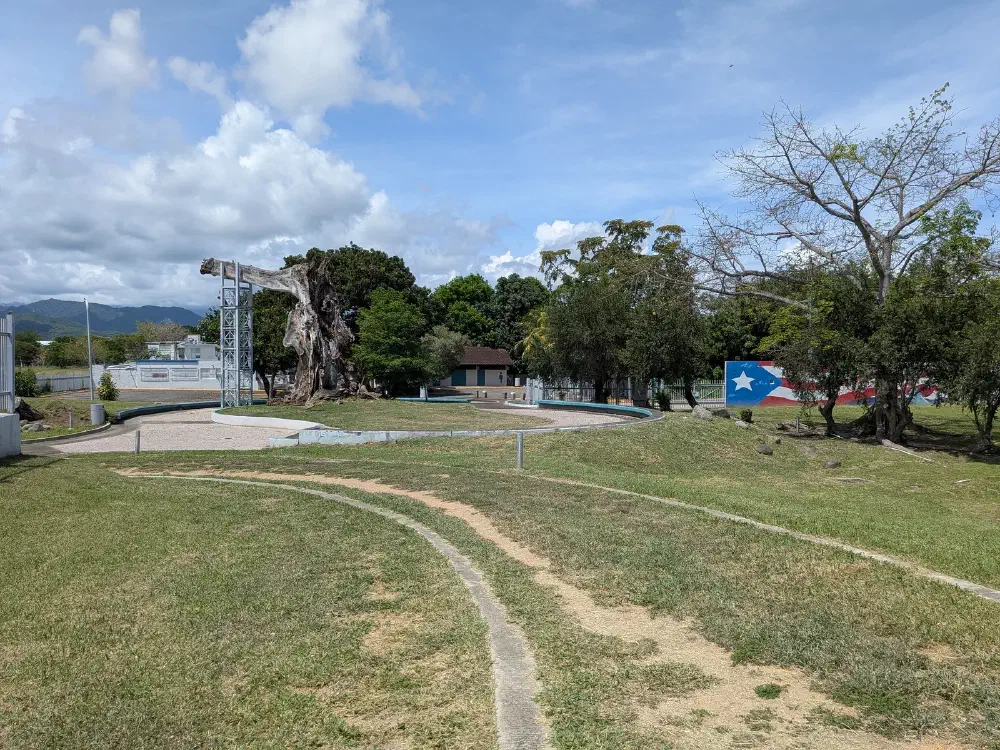 The park in Ponce — massive tree, circular pathway