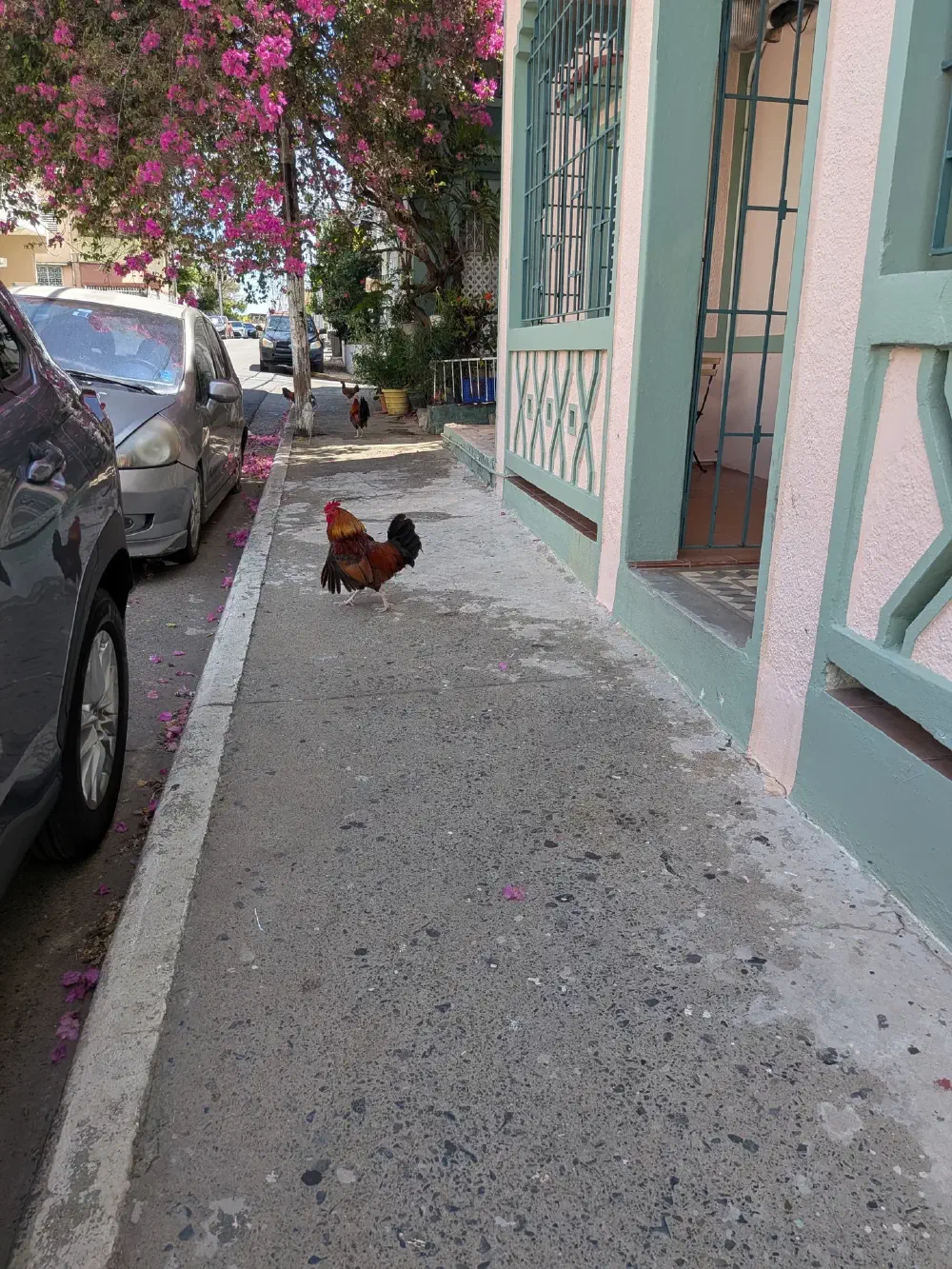 Roosters on the street