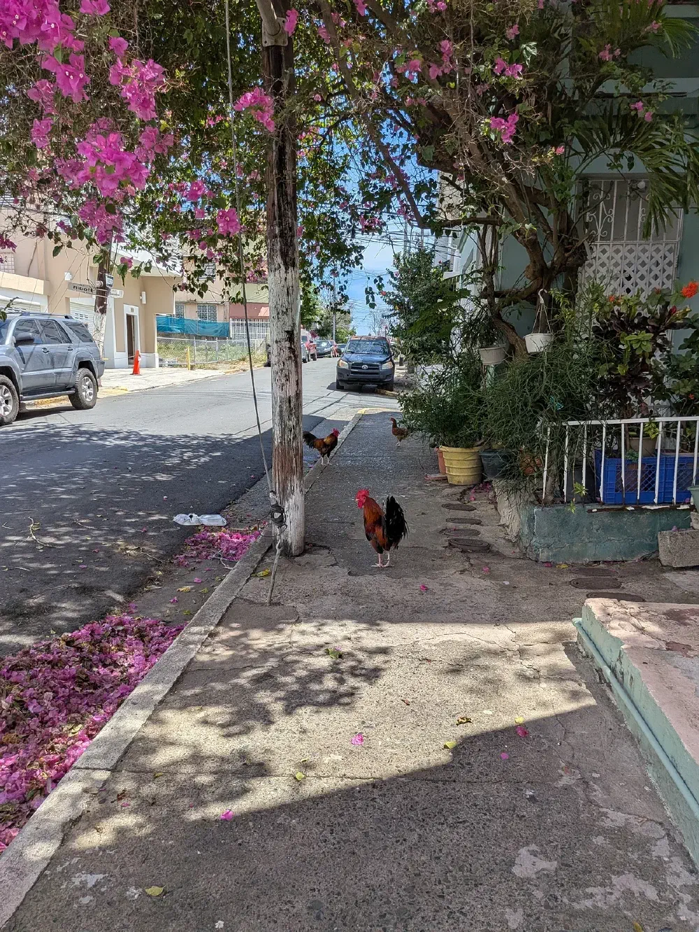 Morning walk — local wildlife