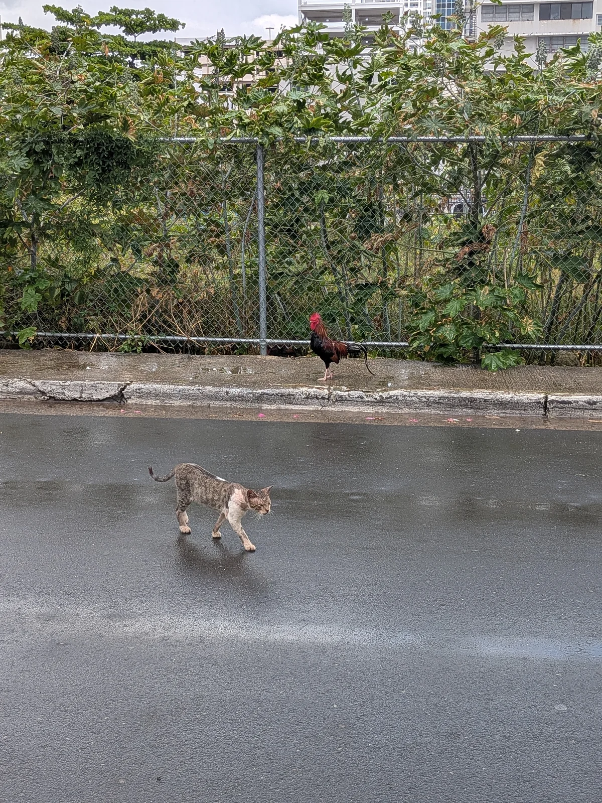 Cat and rooster on the street near La Casita Blanca